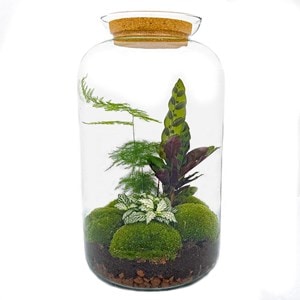 Kit terrarium diy - salen