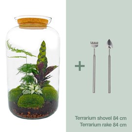 Kit terrarium diy - salen