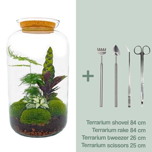 Kit terrarium diy - salen