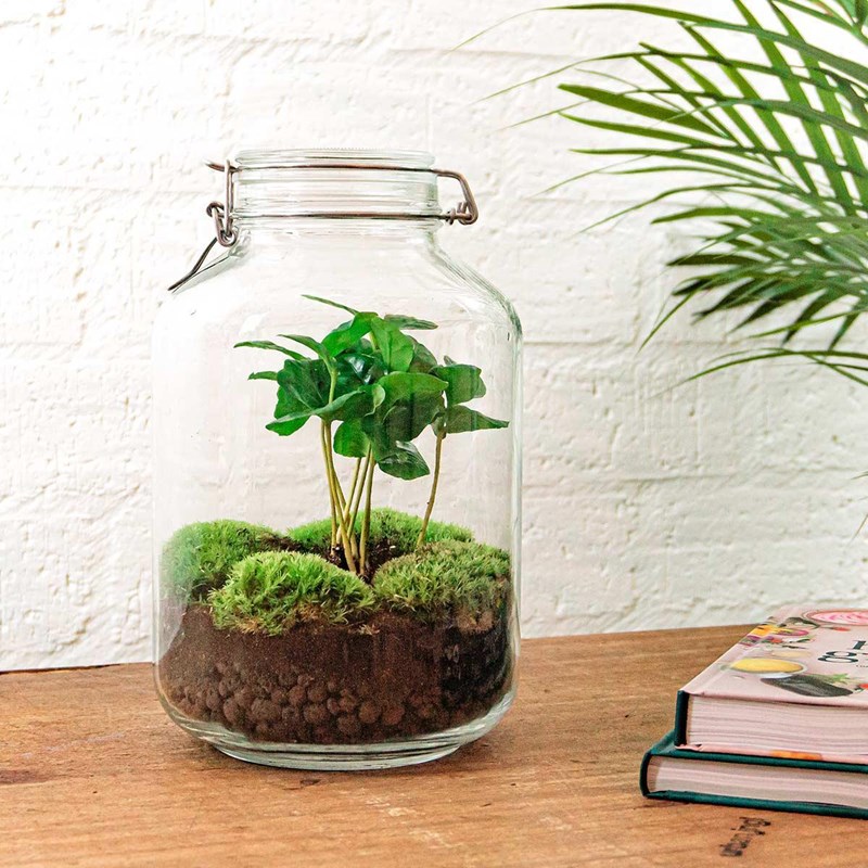 La Green Touch - Kit terrarium diy - oslo