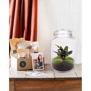 Kit terrarium diy - oslo
