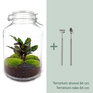 Kit terrarium diy - oslo