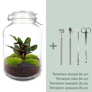 Kit terrarium diy - oslo