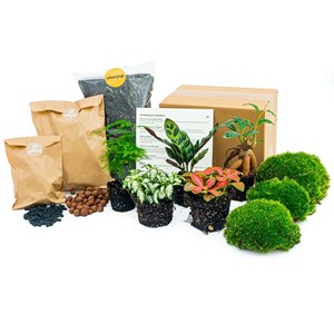 Kit rempotage plantes pour terrarium