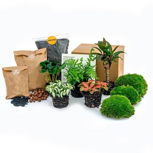 Kit rempotage plantes pour terrarium