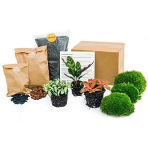 Kit rempotage plantes pour terrarium