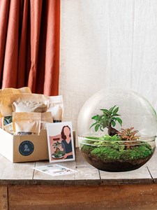 Kit terrarium diy - dome xl