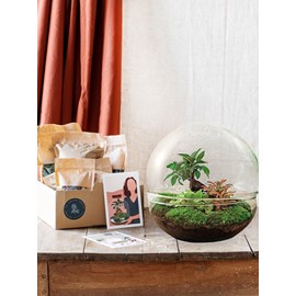 Kit terrarium diy - dome xl