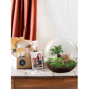 Kit terrarium diy - dome xl