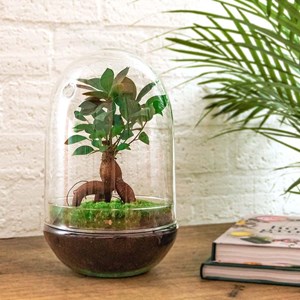 Kit terrarium diy - paris