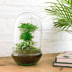 Kit terrarium diy - paris