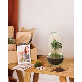 Kit terrarium diy - alba