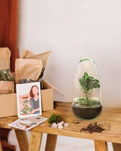 Kit terrarium diy - alba