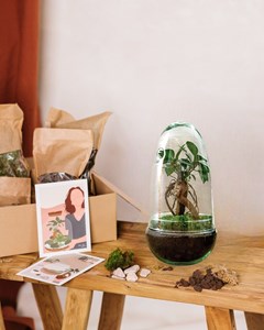 Kit terrarium diy - alba