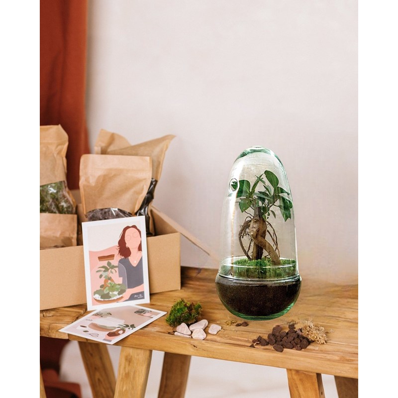 Kit terrarium diy - alba