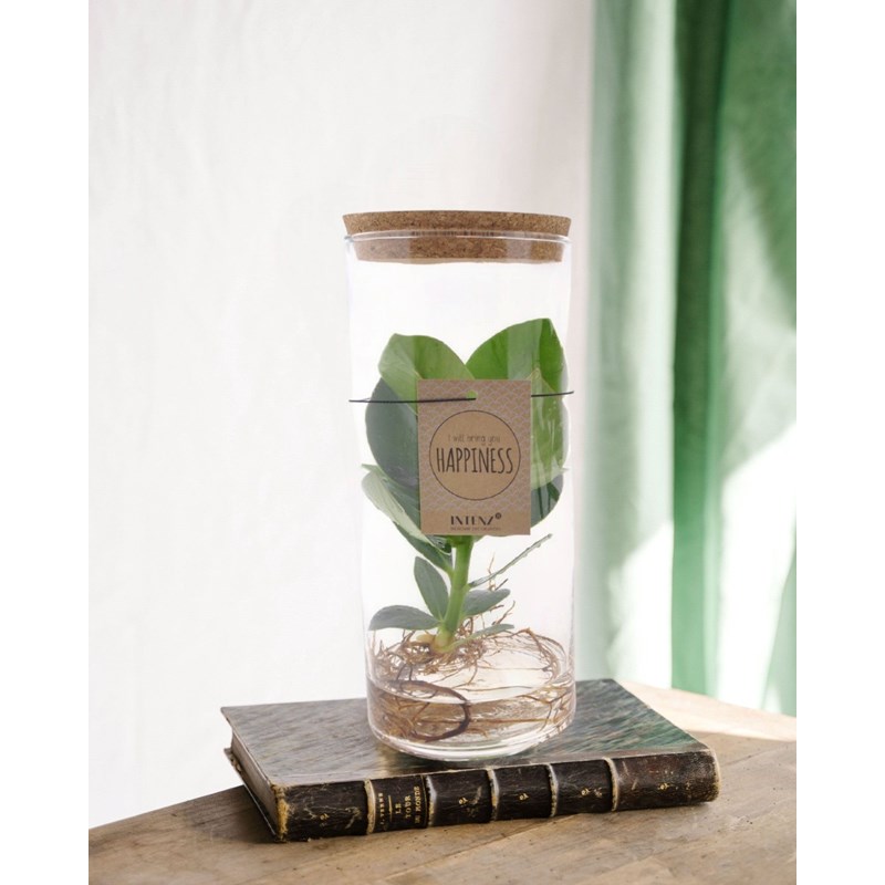 Clusia rosea princess en tube