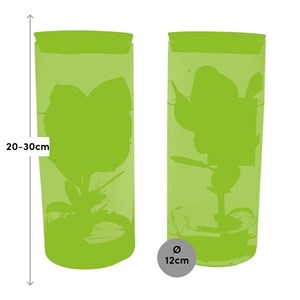 Clusia rosea princess en tube