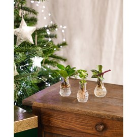 Lima - trio de plantes en hydroculture