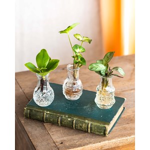 Lima - trio de plantes en hydroculture