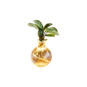 Samoa ctenanthe - hydroculture