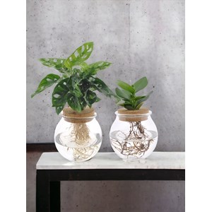 Duo hydroculture monstera&nbsp;clusia