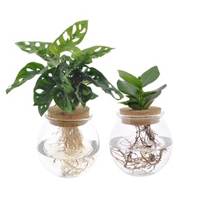 Duo hydroculture monstera&nbsp;clusia
