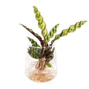 Calathea lancifolia en hydroculture