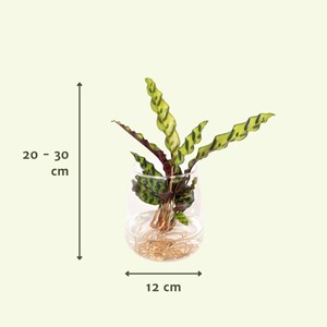 Calathea lancifolia en hydroculture