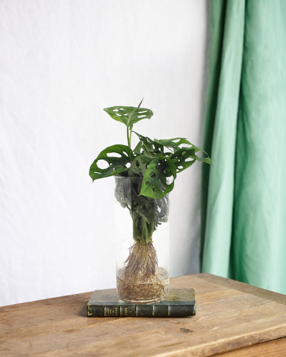 philodendron narrow escape variegata Philodendron 'Narrow Escape' main image 1