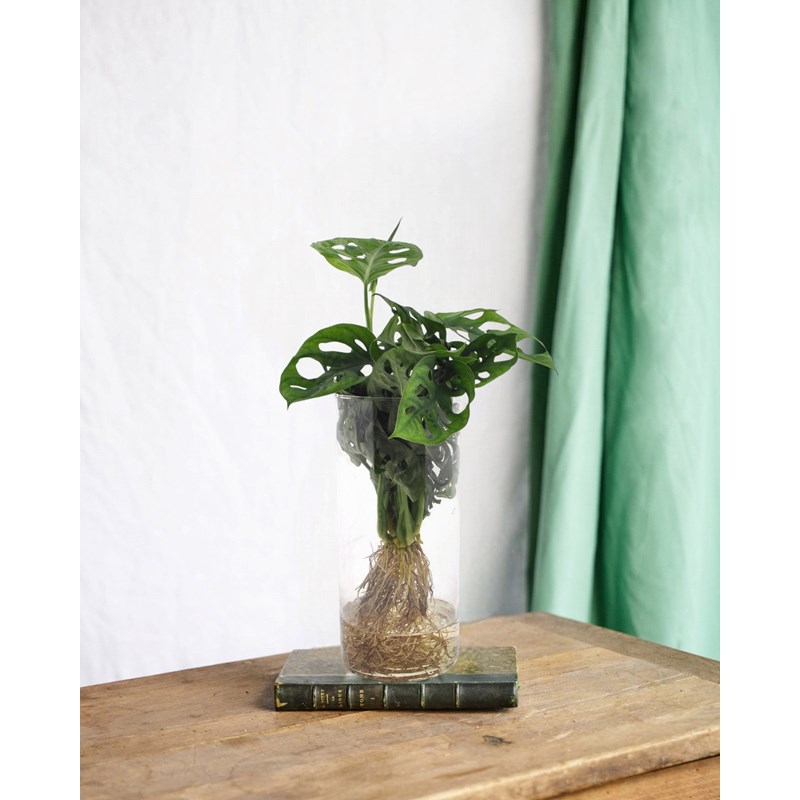 Monstera en hydroculture et vase