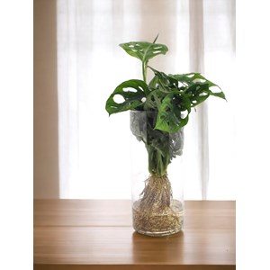 Monstera en hydroculture et vase