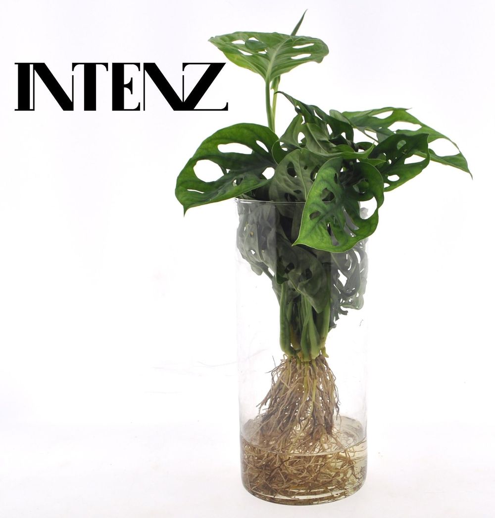 Monstera en hydroculture et vase