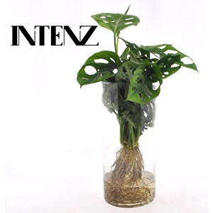 Monstera en hydroculture et vase