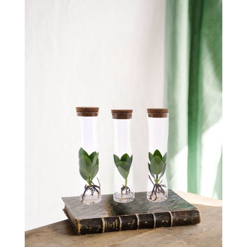 Trio de clusia en tube