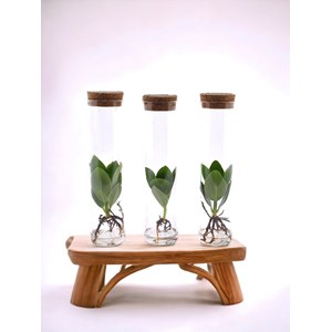 Trio de clusia en tube