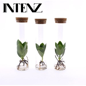 Trio de clusia en tube