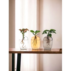 Trio de plantes en hydrocultre