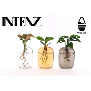 Trio de plantes en hydrocultre