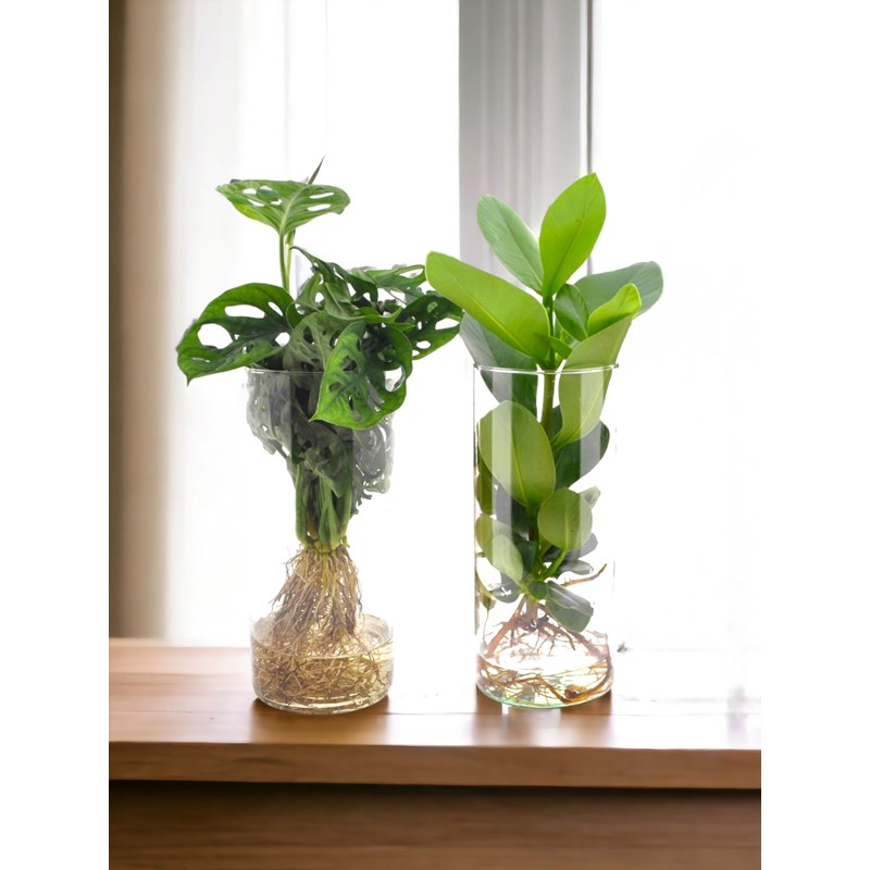 Duo de plantes en hydroculture