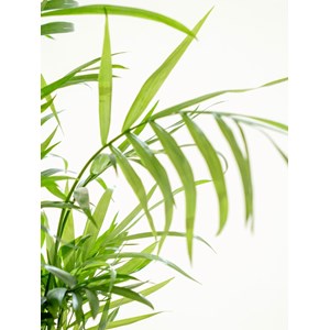 Kokedama - chamaedorea