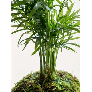Kokedama - chamaedorea