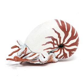 Figurine nautile