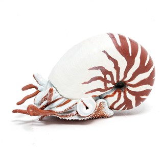 Figurine nautile