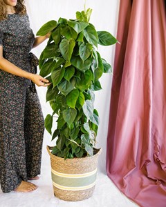 Philodendron scandens