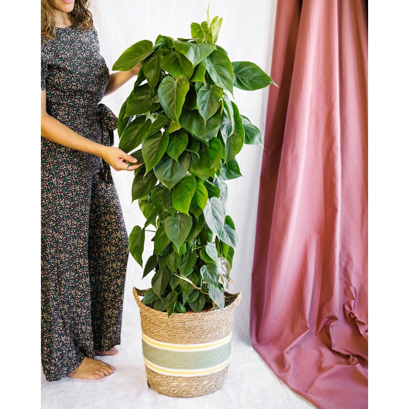 Philodendron scandens