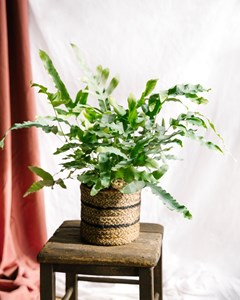 Fougère phlebodium blue star