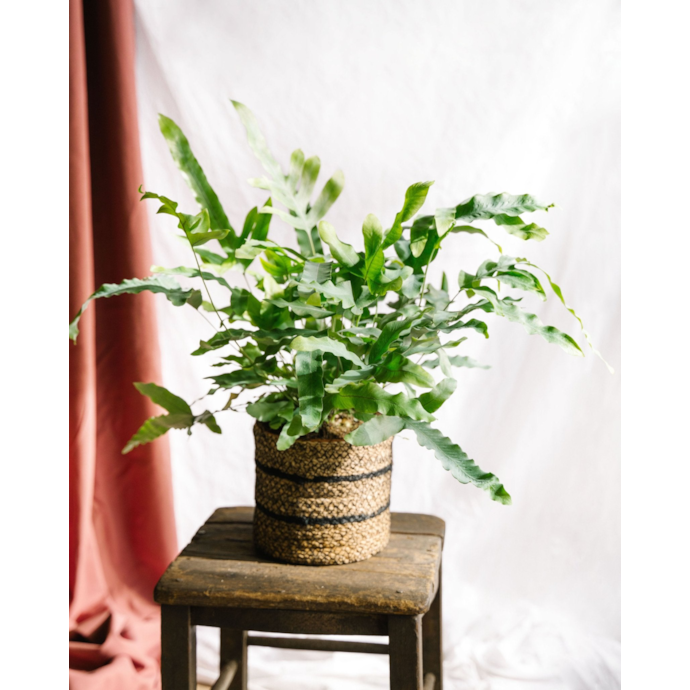 Plante d'intérieur Phlebodium Blue Star - Fougère bleue - ± 25 cm de haut - 12 cm de