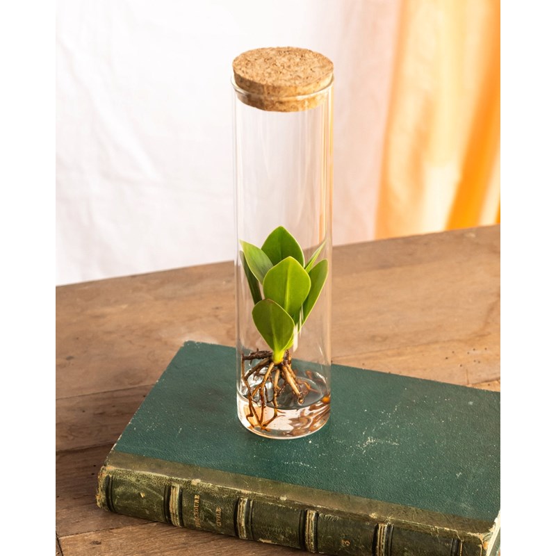 Petit clusia en hydroculture et tube