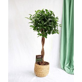 Ficus microcarpa moclame