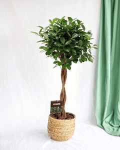 Ficus microcarpa moclame